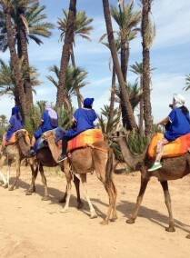 Enjoy the Peace and Quiet of the Palmeraie Palm Grove of Marrakech on a Camel’s back