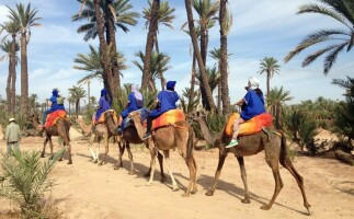 Enjoy the Peace and Quiet of the Palmeraie Palm Grove of Marrakech on a Camel’s back