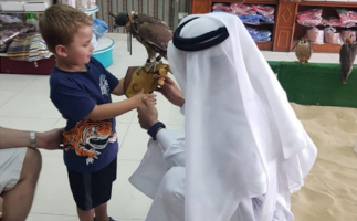 All About Falcon Activity