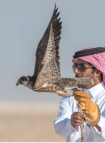 Falcon Handling in the Desert and Bonfire