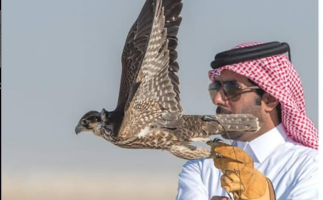 Falcon Handling in the Desert and Bonfire