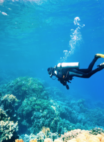 Scuba Diving: Explore Qatar from under the Water