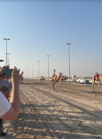 Experience the Qatari Camel Racing Heritage