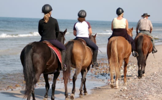 Arabian Horse Back Riding