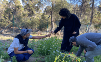 Tea, Food and Music in Dibben Forest Jerash