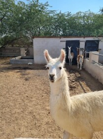 Private Reservation for a Full Day North Sedra Farm Experience