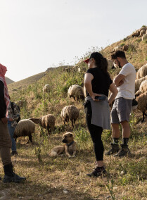 Shepherd’s Experience in Pella