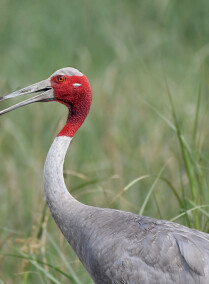 Birds, Mammals, Reptiles and Butterflies of Bharatpur Forest