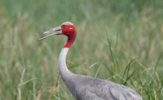 Birds, Mammals, Reptiles and Butterflies of Bharatpur Forest