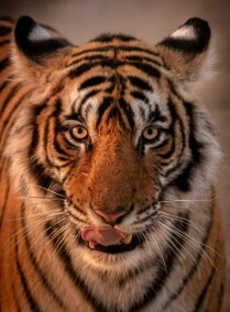 Rajasthan Wildlife Tour