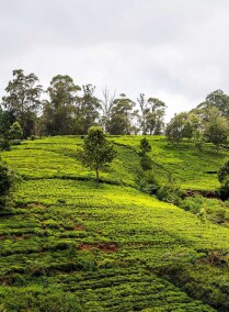 Romantic Kerala Tour