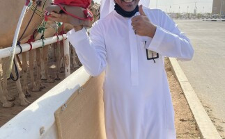 Thrilling Camel Race in Taif