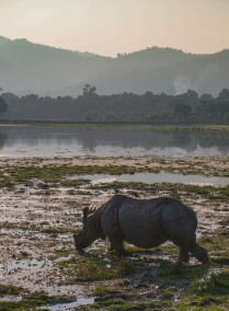 The Wildlife Journey of Assam