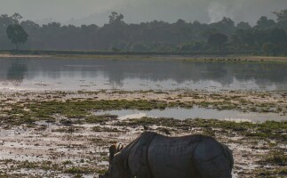 The Wildlife Journey of Assam