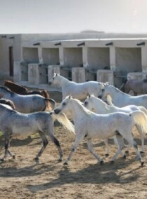 Education City Tour - Meet the Arabian Horses in Education City