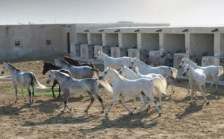 Education City Tour - Meet the Arabian Horses in Education City