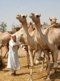 Tour to Camel Market of Birqash