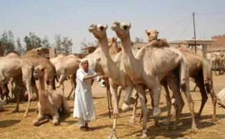 Tour to Camel Market of Birqash