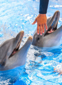 Dolphin Show in Sharm Group Tour