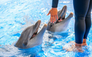 Dolphin Show in Sharm Group Tour