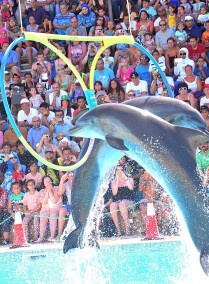 Dolphin Show in Hurghada