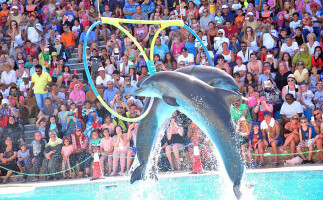 Dolphin Show in Hurghada