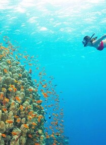 Scuba Diving: 2 Dives From the Shore