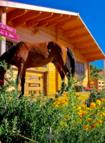 Farm Life Unleashed: A Real-Life Farmville Adventure