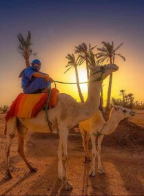 Marrakech Camel Ride in the Palm Grove