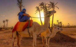 Marrakech Camel Ride in the Palm Grove