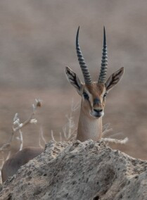 2 Day Trip to Farasan Islands in Jazan (All Inclusive)