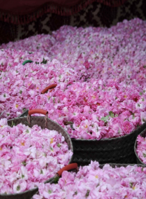 Taif Flower Festival