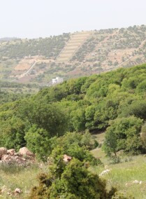 4WD Off-Road Adventure In The Jerash Forests