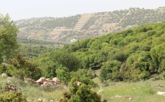4WD Off-Road Adventure In The Jerash Forests