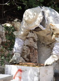 Beekeeping in Jerash