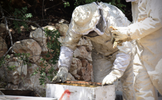 Beekeeping in Jerash