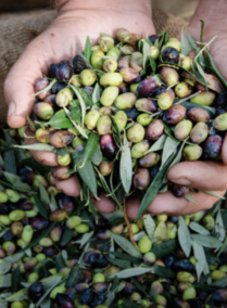 Olive Picking in Umm Qays