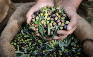 Olive Picking in Umm Qays