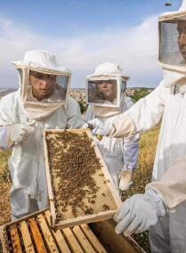 Beekeeping and Honey Tasting with Yousef
