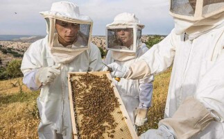 Beekeeping and Honey Tasting with Yousef