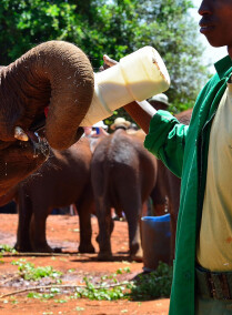 NAIROBI HALF DAY TRIP ITINERARY