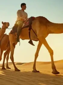 Camel Trekking Experience In Abu Dhabi With Transfers In Land Cruiser