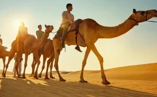 Camel Trekking Experience In Abu Dhabi With Transfers In Land Cruiser