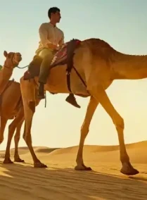 Camel Trekking Experience In Abu Dhabi With Transfers In Land Cruiser
