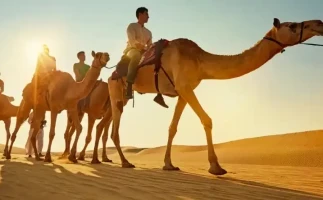 Camel Trekking Experience In Abu Dhabi With Transfers In Land Cruiser