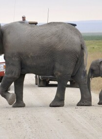Game drive to amboseli national Park