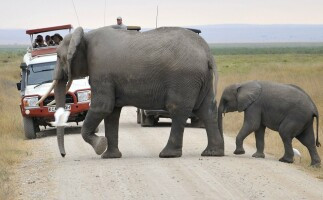 Game drive to amboseli national Park