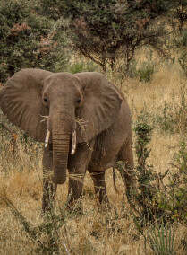 Safari to the Meru National Park and Samburu National Reserve