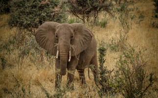 Safari to the Meru National Park and Samburu National Reserve