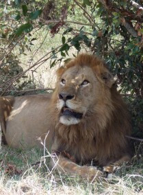 Kenyan Wildlife and Scenic Safari